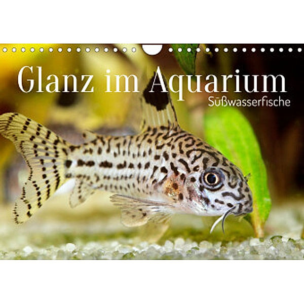 Glanz im Aquarium: Süßwasserfische (Wandkalender 2022 DIN A4 quer), Calvendo