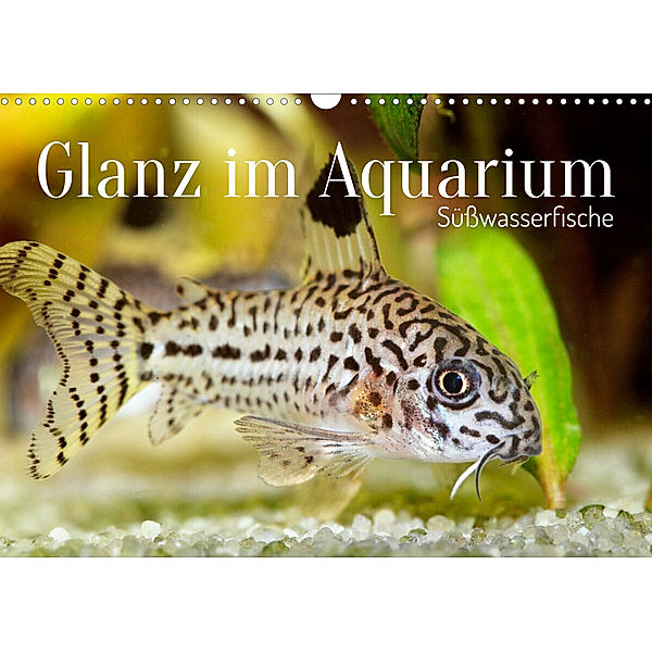 Glanz im Aquarium: Süßwasserfische (Wandkalender 2023 DIN A3 quer), Calvendo