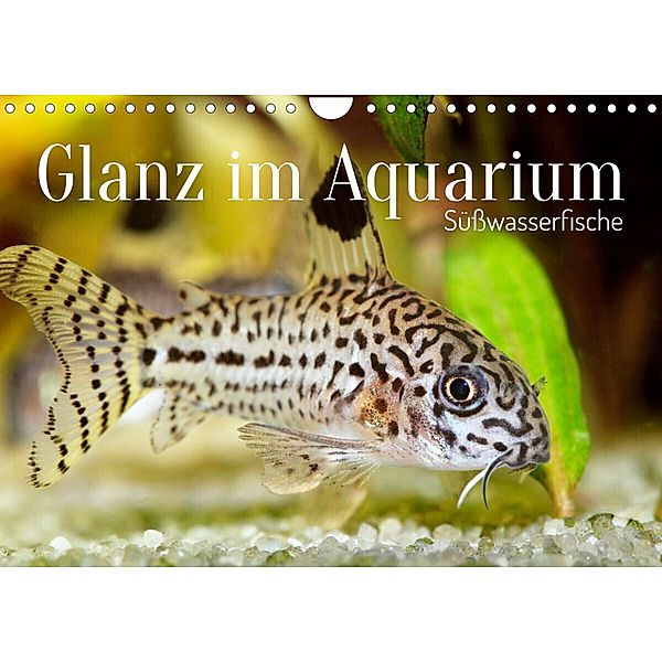 Glanz im Aquarium: Süßwasserfische (Wandkalender 2023 DIN A4 quer), Calvendo