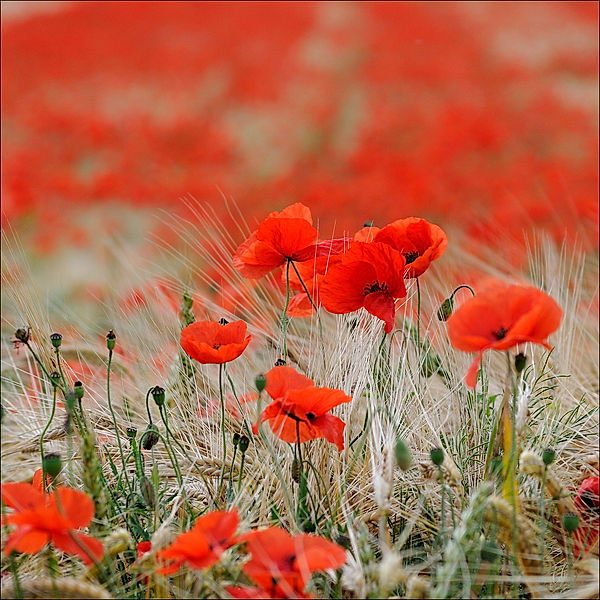 Glasbild Red Flowers  30 x 30 cm