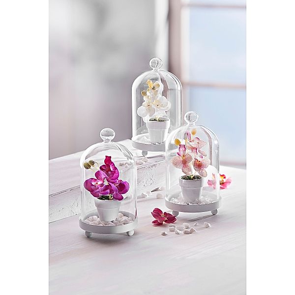 Glasglocken mit Orchidee, 3er Set