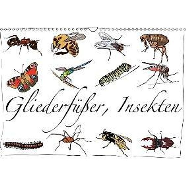 Gliederfüßer und Insekten (Wandkalender 2015 DIN A3 quer), Ralf Conrad