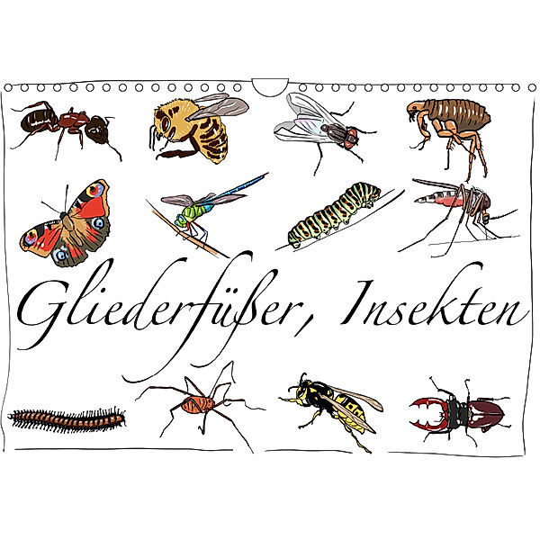 Gliederfüßer und Insekten (Wandkalender 2019 DIN A4 quer), Ralf Conrad