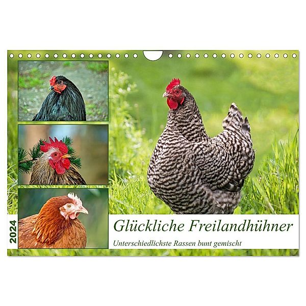 Glückliche Freilandhühner (Wandkalender 2024 DIN A4 quer), CALVENDO Monatskalender, Claudia Kleemann