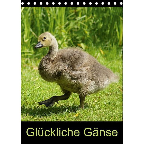 Glückliche Gänse (Tischkalender 2018 DIN A5 hoch), kattobello