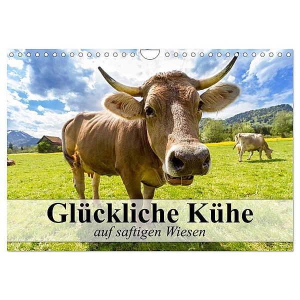 Glückliche Kühe auf saftigen Wiesen (Wandkalender 2024 DIN A4 quer), CALVENDO Monatskalender, Elisabeth Stanzer