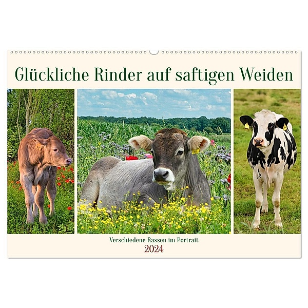 Glückliche Rinder auf saftigen Weiden (Wandkalender 2024 DIN A2 quer), CALVENDO Monatskalender, Claudia Kleemann