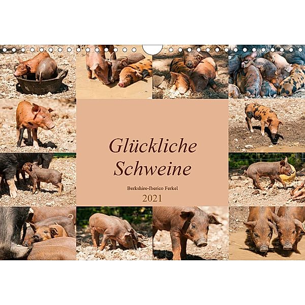 Glückliche Schweine Berkshire-Iberico Ferkel (Wandkalender 2021 DIN A4 quer), Meike Bölts