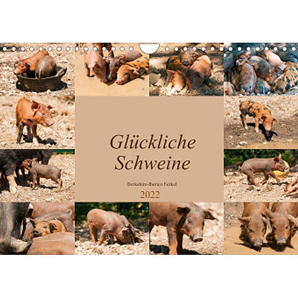 Glückliche Schweine Berkshire-Iberico Ferkel (Wandkalender 2022 DIN A4 quer), Meike Bölts