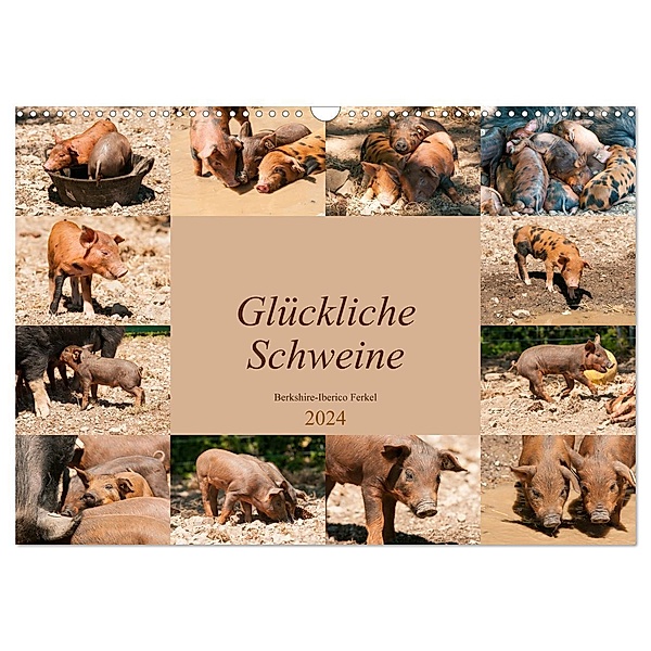 Glückliche Schweine Berkshire-Iberico Ferkel (Wandkalender 2024 DIN A3 quer), CALVENDO Monatskalender, Meike Bölts