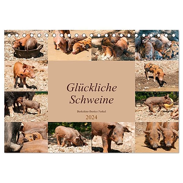 Glückliche Schweine Berkshire-Iberico Ferkel (Tischkalender 2024 DIN A5 quer), CALVENDO Monatskalender, Meike Bölts