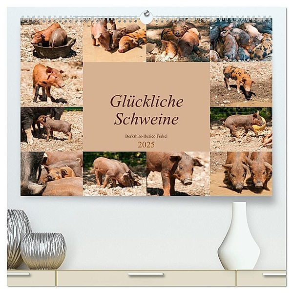 Glückliche Schweine Berkshire-Iberico Ferkel (hochwertiger Premium Wandkalender 2025 DIN A2 quer), Kunstdruck in Hochglanz, Calvendo, Meike Bölts