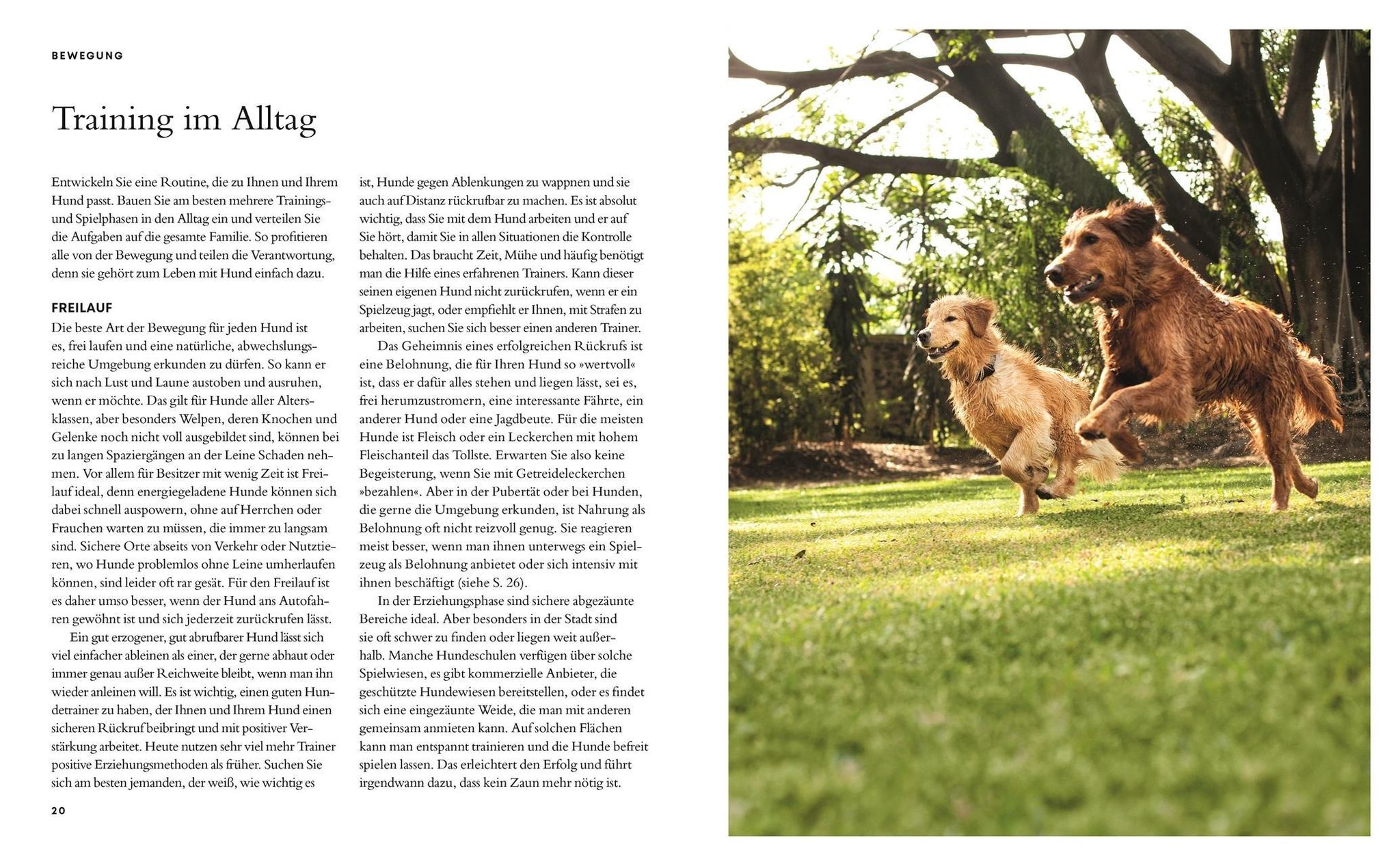 Glücklicher Hund Buch von Gwen Bailey versandkostenfrei bei Weltbild.de