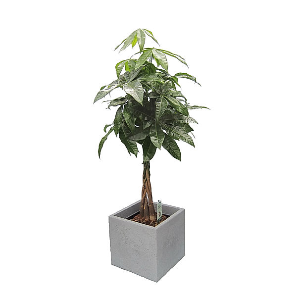 Glückskastanie  (Pachira) 60-80cm hoch, 1 Pflanze im
Scheurich Topf C-Cube ca. 29x29x27 cm, stony grey