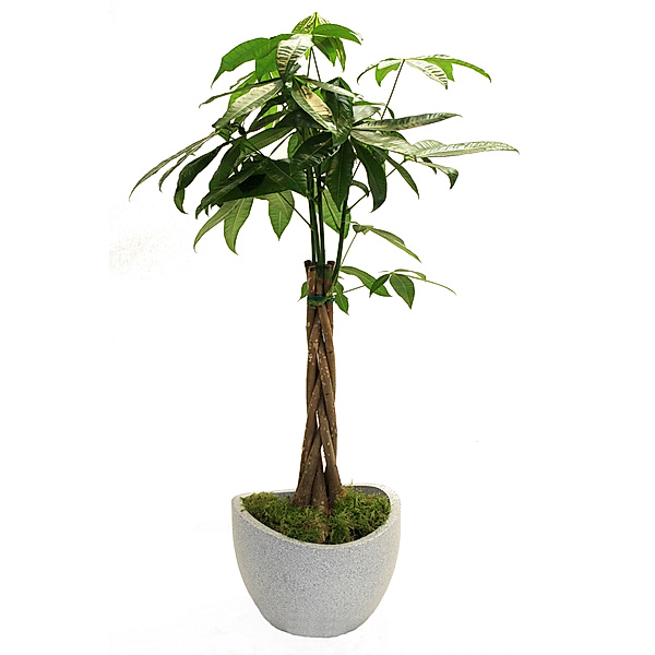 Glückskastanie  (Pachira) 60-80cm hoch, 1 Pflanze + Topf Wave Globe, 30cm, weiß-granit