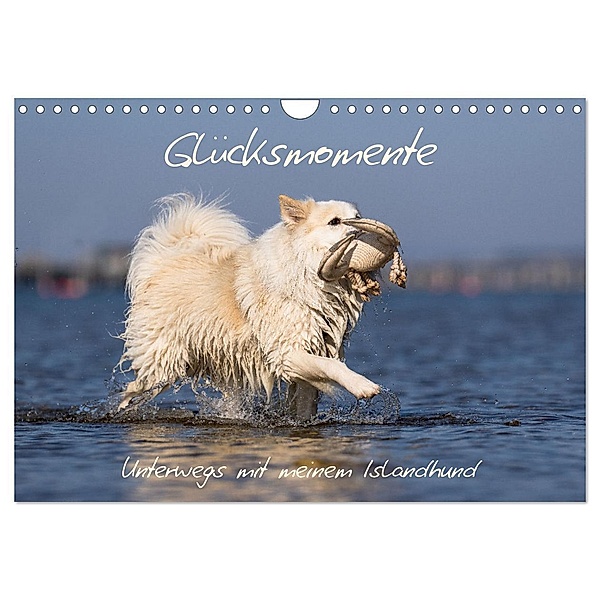 Glücksmomente - Unterwegs mit meinem Islandhund (Wandkalender 2024 DIN A4 quer), CALVENDO Monatskalender, Monika Scheurer