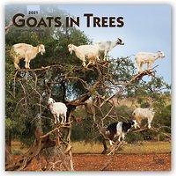 Goats in Trees - Ziegen auf Bäumen 2021 - 16-Monatskalender, BrownTrout Publisher