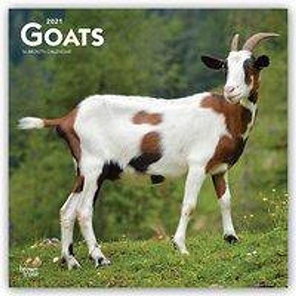 Goats - Ziegen 2021 - 16-Monatskalender, BrownTrout Publisher