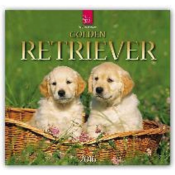 Golden Retriever 2016