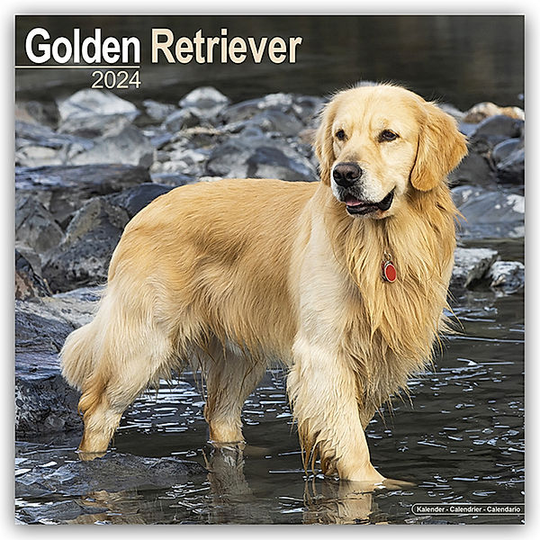 Golden Retriever 2024 - 16-Monatskalender, Avonside Publishing Ltd