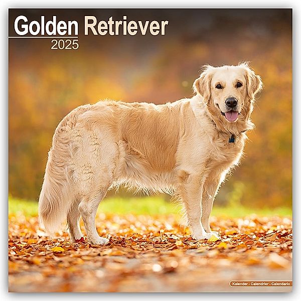 Golden Retriever 2025 - 16-Monatskalender, Avonside Publishing Ltd