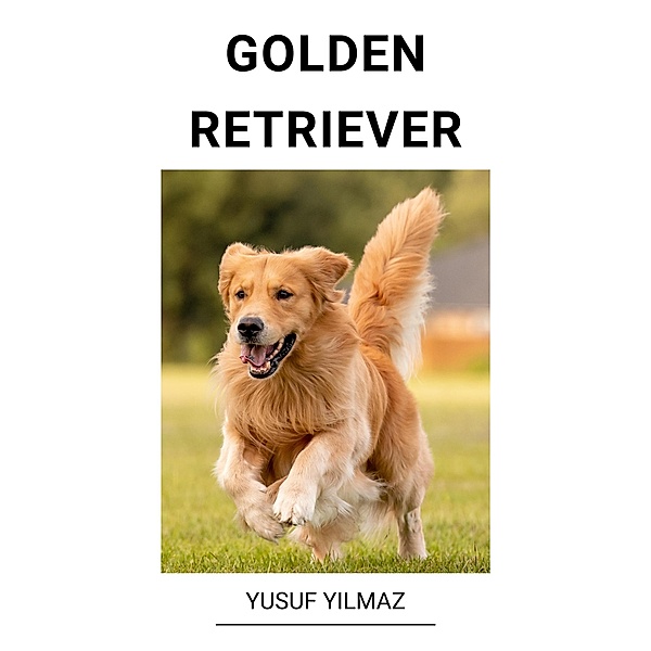 Golden Retriever, Yusuf Yilmaz