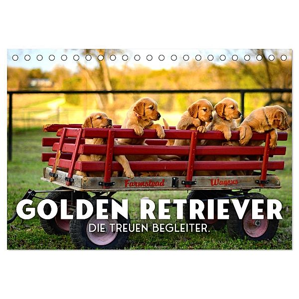 Golden Retriever - Die treuen Begleiter. (Tischkalender 2025 DIN A5 quer), CALVENDO Monatskalender, Calvendo, SF