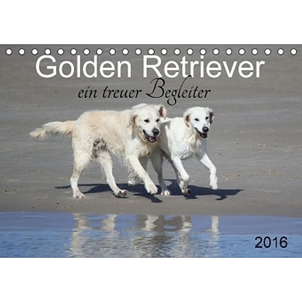 Golden Retriever ein treuer Begleiter (Tischkalender 2016 DIN A5 quer), SchnelleWelten