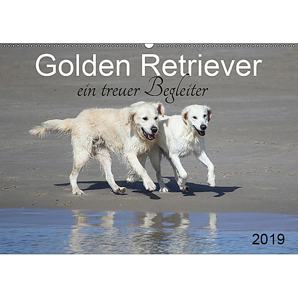 Golden Retriever ein treuer Begleiter (Wandkalender 2019 DIN A2 quer), SchnelleWelten