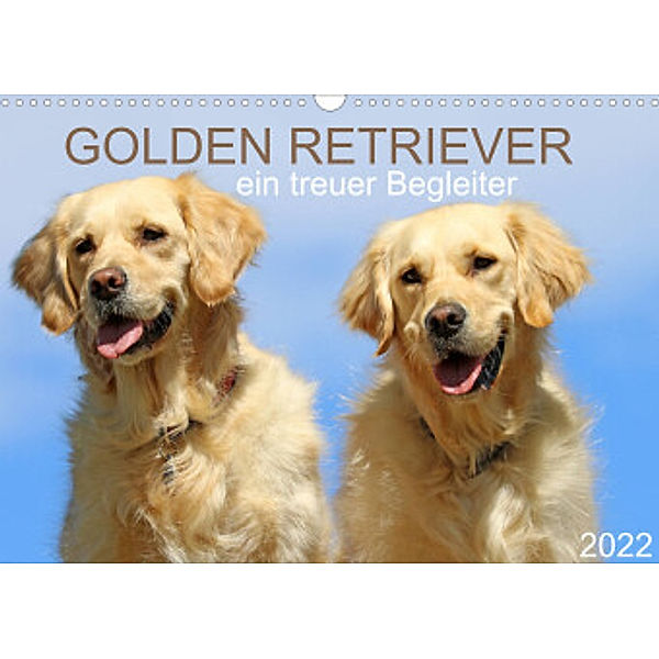 Golden Retriever ein treuer Begleiter (Wandkalender 2022 DIN A3 quer), SchnelleWelten