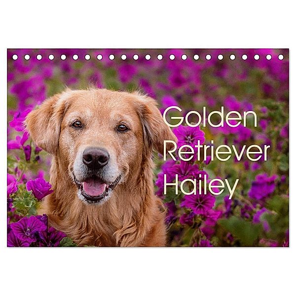 Golden Retriever Hailey Fotokalender (Tischkalender 2025 DIN A5 quer), CALVENDO Monatskalender, Calvendo, Daniela Hofmeister