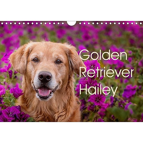 Golden Retriever Hailey Fotokalender (Wandkalender 2021 DIN A4 quer), Daniela Hofmeister