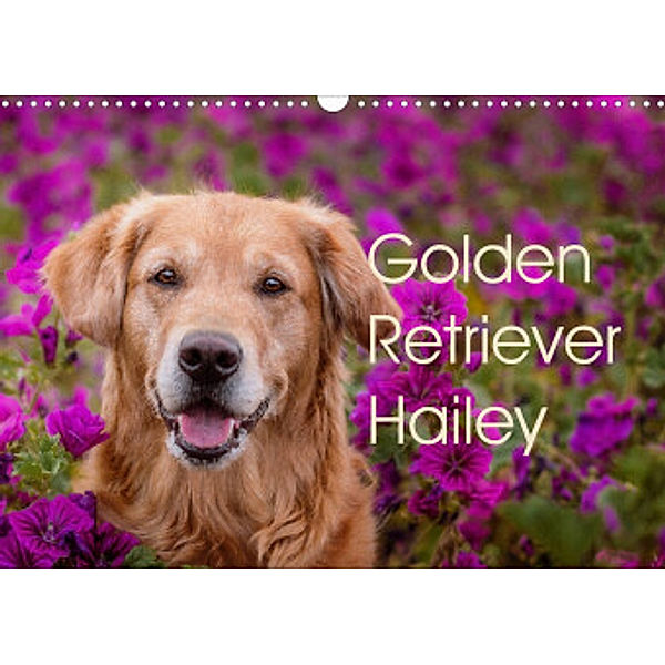 Golden Retriever Hailey Fotokalender (Wandkalender 2022 DIN A3 quer), Daniela Hofmeister