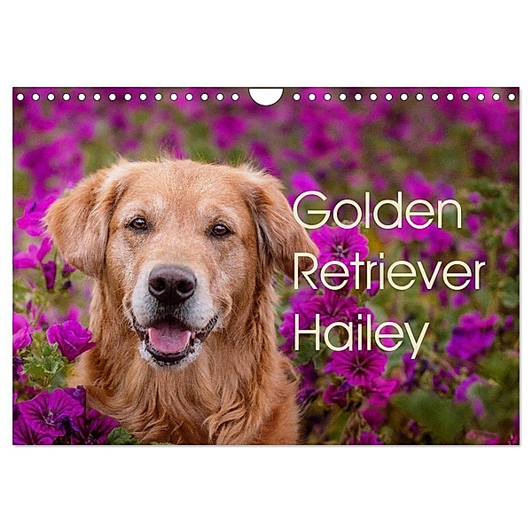Golden Retriever Hailey Fotokalender (Wandkalender 2024 DIN A4 quer), CALVENDO Monatskalender, Daniela Hofmeister