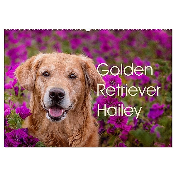 Golden Retriever Hailey Fotokalender (Wandkalender 2025 DIN A2 quer), CALVENDO Monatskalender, Calvendo, Daniela Hofmeister