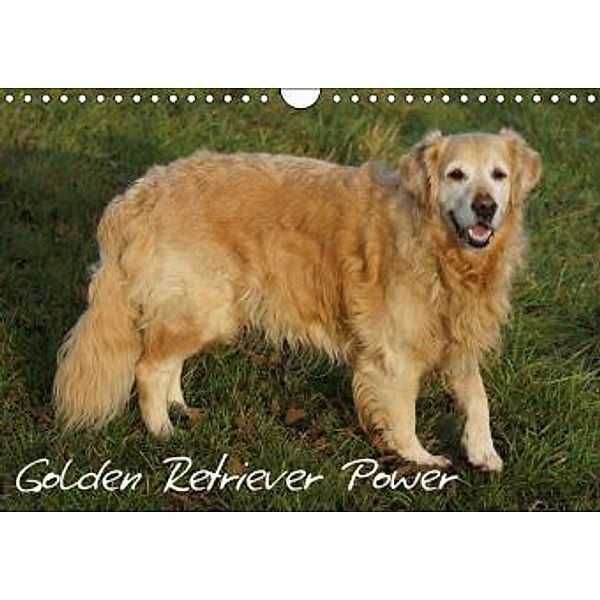 Golden Retriever Power (Wandkalender 2015 DIN A4 quer), Kattobello