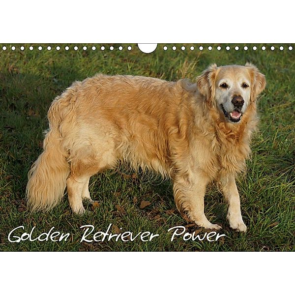 Golden Retriever Power (Wandkalender 2021 DIN A4 quer), Kattobello