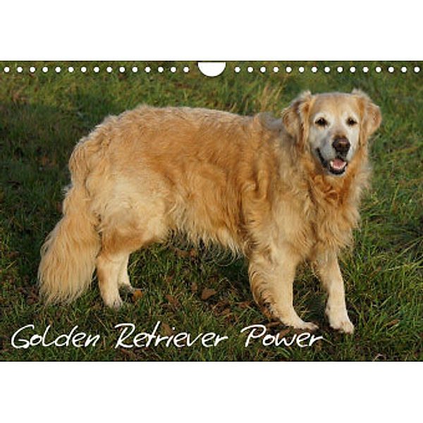 Golden Retriever Power (Wandkalender 2022 DIN A4 quer), Kattobello