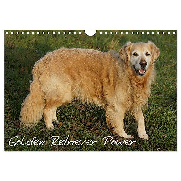 Golden Retriever Power (Wandkalender 2024 DIN A4 quer), CALVENDO Monatskalender, Kattobello