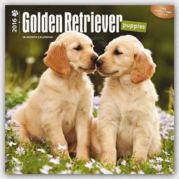 Golden Retriever Puppies 2016