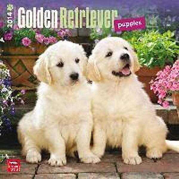 Golden Retriever Puppies Calendar