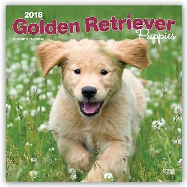 Golden Retriever Puppies - Golden Retriever-Welpen 2018 - 18-Monatskalender mit freier DogDays-App, BrownTrout Publisher