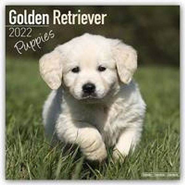 Golden Retriever Puppies - Golden Retriever-Welpen 2022 - 16-Monatskalender, Avonside Publishing Ltd