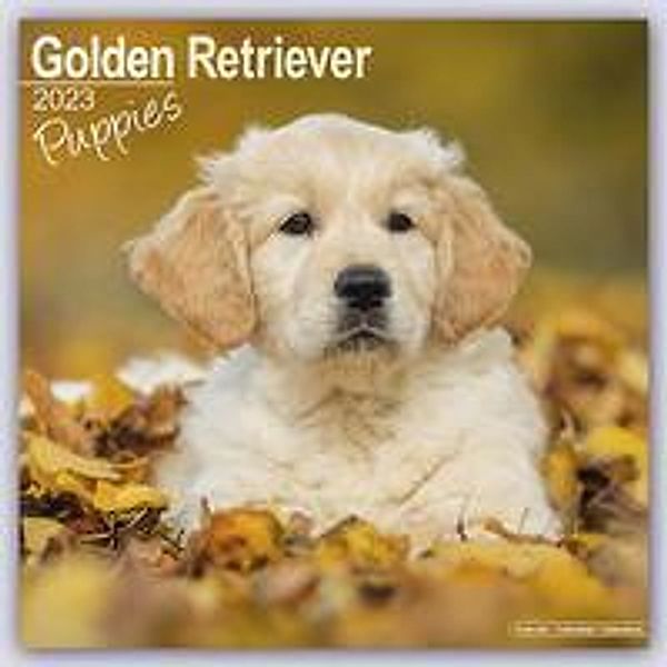Golden Retriever Puppies - Golden Retriever-Welpen 2023 - 16-Monatskalender, Avonside Publishing Ltd