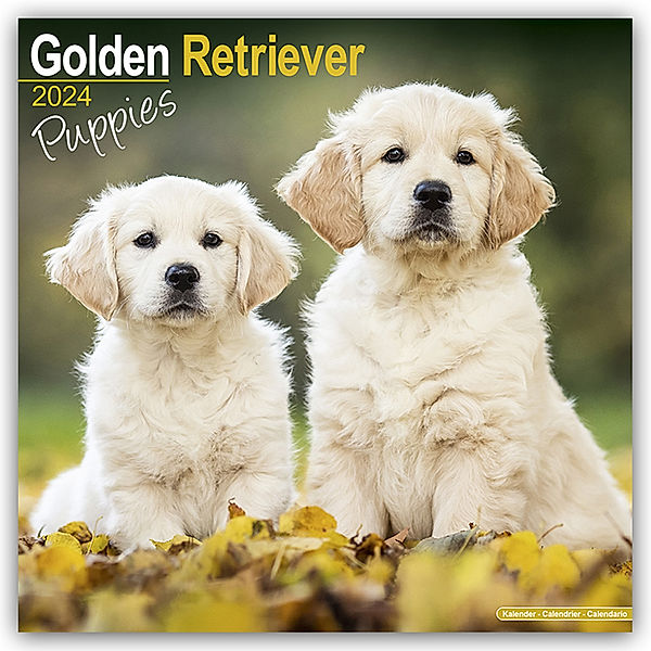 Golden Retriever Puppies - Golden Retriever-Welpen 2024 - 16-Monatskalender, Avonside Publishing Ltd