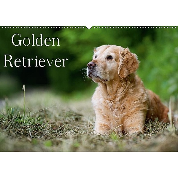 Golden Retriever (Wandkalender 2017 DIN A2 quer), Nicole Noack