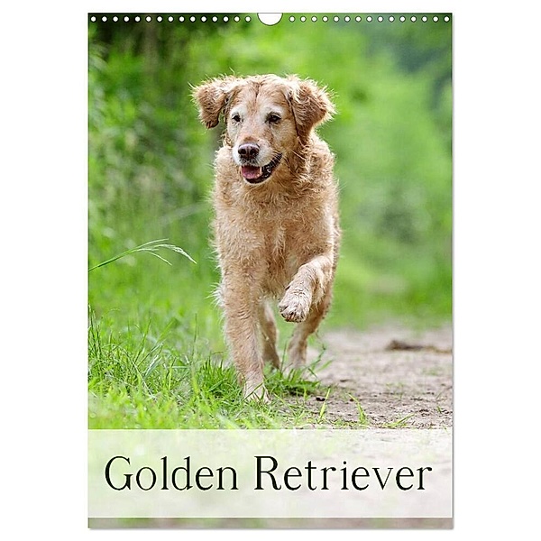 Golden Retriever (Wandkalender 2024 DIN A3 hoch), CALVENDO Monatskalender, Nicole Noack