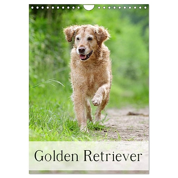 Golden Retriever (Wandkalender 2024 DIN A4 hoch), CALVENDO Monatskalender, Nicole Noack
