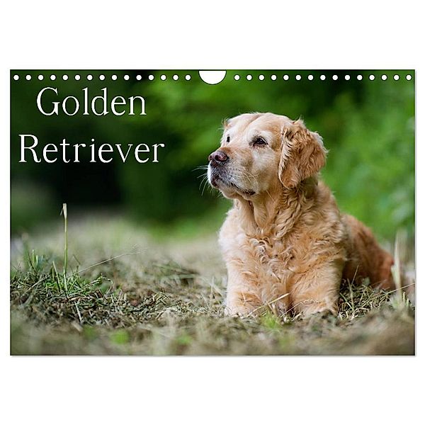 Golden Retriever (Wandkalender 2024 DIN A4 quer), CALVENDO Monatskalender, Nicole Noack