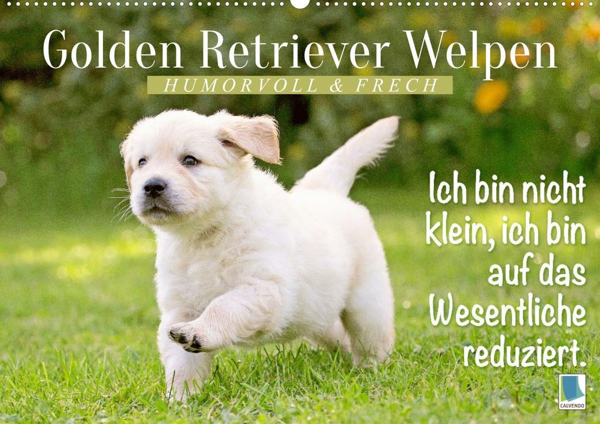 Golden Retriever Welpen: Humorvoll und frech Wandkalender 2023 DIN A2 quer  - Kalender bestellen